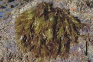 Chondracanthus1